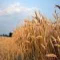 درخواست از فرماندار محترم و دیگر مسئولان برای حل مشکل کشاورزان بخش کاغذکنان