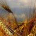 برخی دستگاه‌های اجرایی، اراده‌ای به حمایت از تولید ندارند