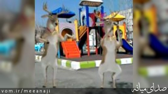 دو عکس با شرح و چند کلیپ تفریحی