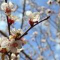 نوبهار است در آن کوش که خوشدل باشی