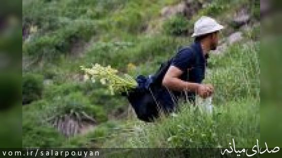 خبرگزاری مهر: چیدن ریواس از مراتع بخشهای کندوان و کاغذکنان شهرستان میانه