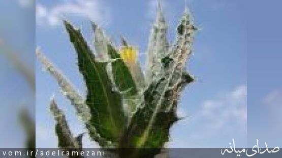 چه اندازه با خار مقدس آشنایی دارید؟/ تصویر
