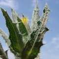 چه اندازه با خار مقدس آشنایی دارید؟/ تصویر