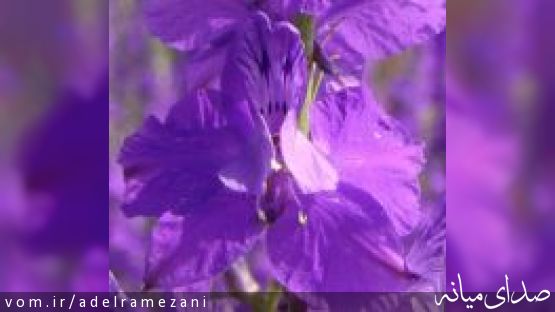 این گلستان زیبا تقدیم به تیم مذاکره کننده هسته ای