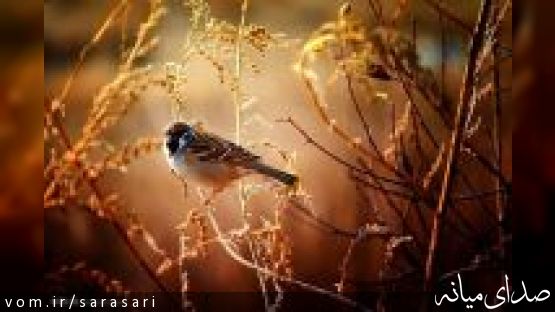 جلوه زیبای پاییز در مناظر شهرستان میانه + تصاویر