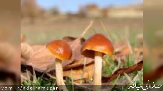 تعدادی از گیاهان و قارچهای خوراکی و سمی میانه/ تصاویر