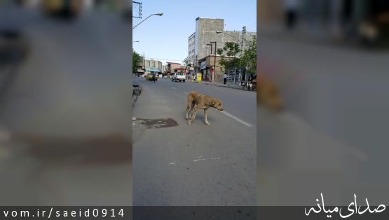 فکر کنم از کمپ نگهداری حیوانات فرار کرده؟؟؟؟