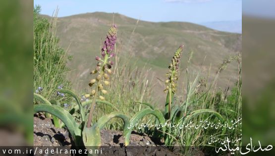 نکاتی چند در مورد جمع‎آوری سبزیجات کوهی