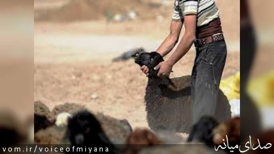 دستگیری اعضای باند سرقت احشام روستاهای میانه توسط پلیس زنجان