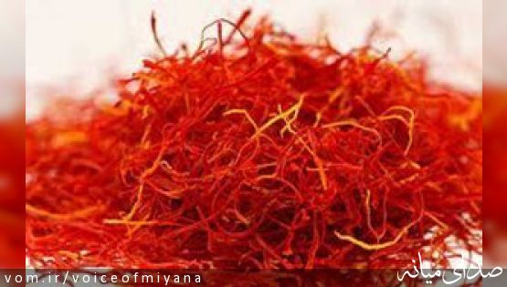 کشت زعفران در ۴ هکتار از اراضی شهرستان میانه