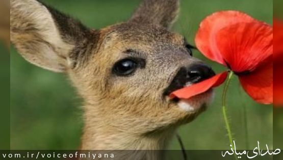 "منطقه حفاظت شده کاغذکنان میانه" ؛زیستگاهی برای آهوها +تصاویر