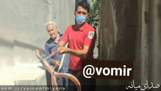 تصویری از زنده گیری مار سمّی ۲ متری در ارباط میانه