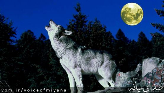 مصدومیت یک نفر و تلف شدن ۲۵ راس گوسفند توسط گرگ در آلاتیمور ترکمانچای