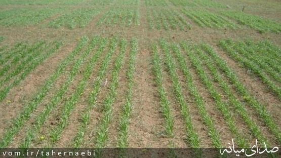 خسارت ۴۷۰ میلیاردی عدم بارندگی به مزارع دیم میانه /کاهش ۷۰ درصدی گندم تولیدی میانه