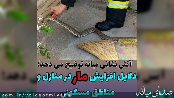 دلایل افزایش مار در مناطق و منازل مسکونی میانه