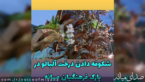 در چهلمین روز پاییز رخ داد؛ شکوفه دادن درخت آلبالو در پارک‌ فرهنگیان +تصاویر
