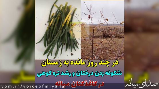 شکوفه دادن درختان و رویش تره کوهی در چند روز مانده به زمستان در شهرستان میانه