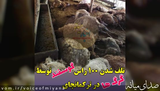 تلف شدن ۱۰۰ راس گوسفند توسط گرگها در ترکمانچای +تصاویر