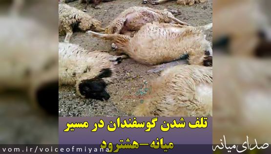 تلف شدن گوسفندان در مسیر میانه-هشترود