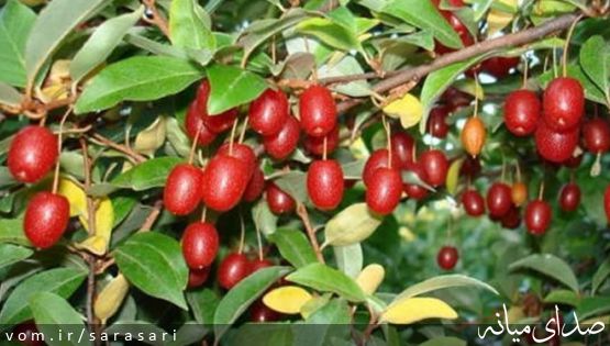 آذربایجان شرقی رتبه نخست تولید سنجد کشور /شهرستان میانه دومین تولید کننده استان