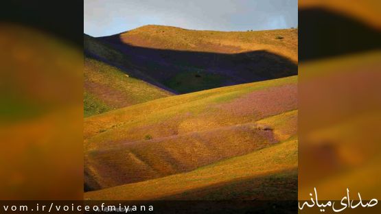 تصاویری از گل‌های بنفش قافلانکوه میانه