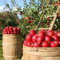 میانه رکورددار تولید سیب در استان شد/ بازاریابی سیب دچار مشکل است