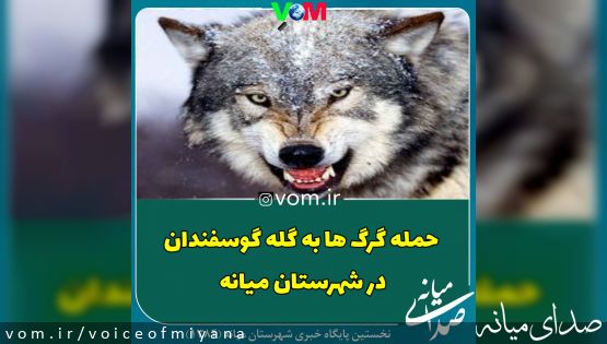 حمله گرگ ها به گله گوسفندان در شهرستان میانه/ تکمیلی