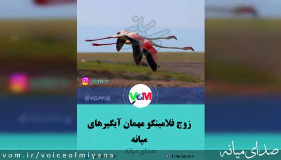 یک زوج فلامینگو مهمان آبگیرهای میانه+ تصاویر