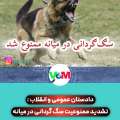 دادستان عمومی و انقلاب میانه خبر داد/ تشدید ممنوعیت سگ گردانی در میانه
