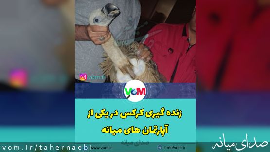 رها سازی کرکس گرفتار در پشت بام آپارتمانی در میانه