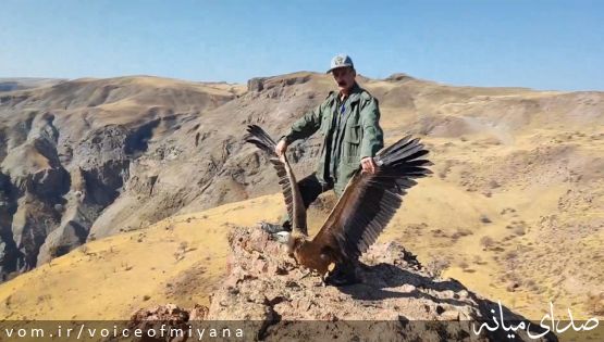 کرکس نجات یافته به آسمان منطقه حفاظتشده کاغذکنان برگشت