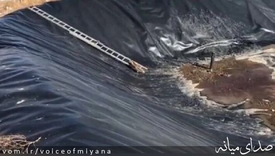 رهایی ۲ روباه گرفتار در استخر روستای قلعه اصلانیان میانه + فیلم