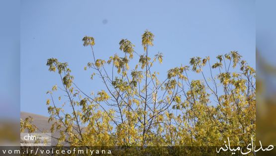 پاییز در میانه