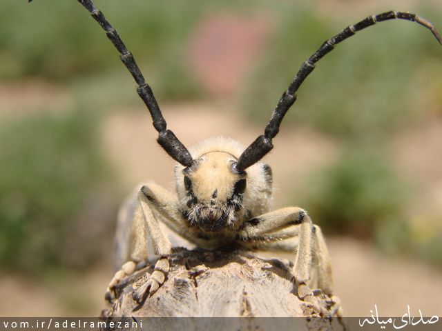 تصویر عادل رمضانی