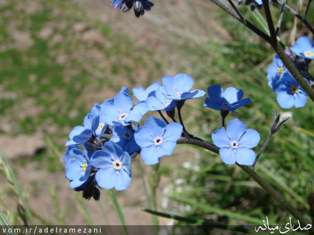 تصویر عادل رمضانی