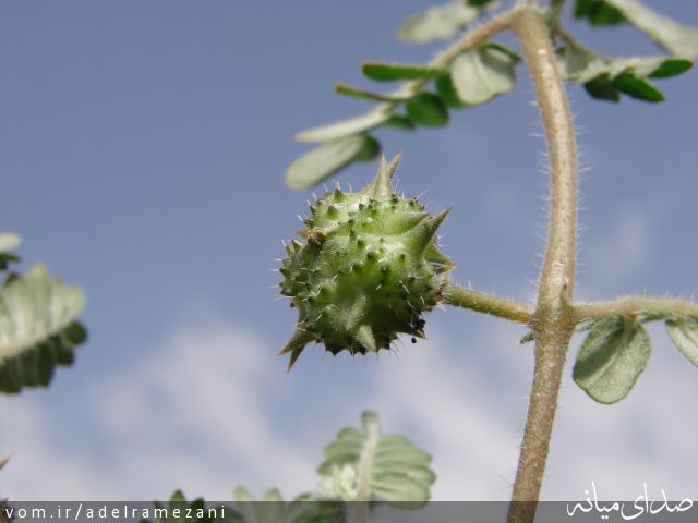 تصویر عادل رمضانی