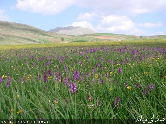 تصویر عادل رمضانی
