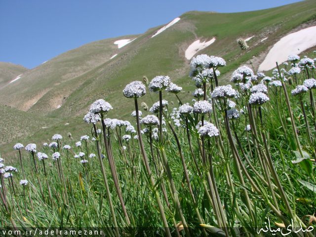 تصویر عادل رمضانی