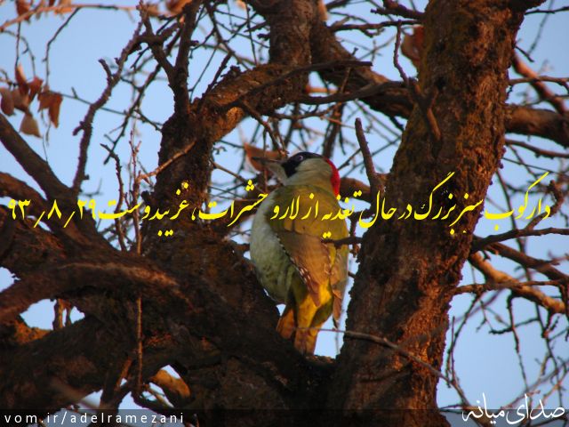 تصویر عادل رمضانی