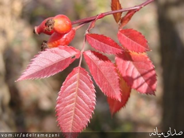 تصویر عادل رمضانی