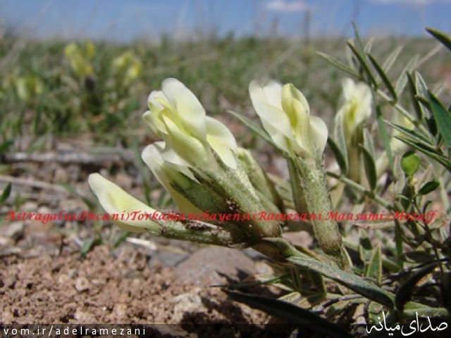 تصویر عادل رمضانی