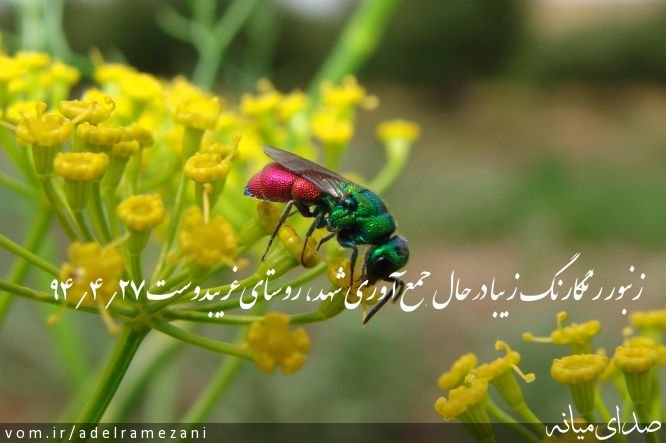 تصویر عادل رمضانی