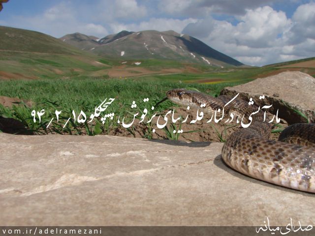 تصویر عادل رمضانی