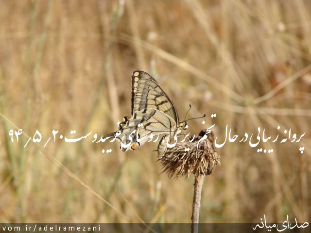 تصویر عادل رمضانی