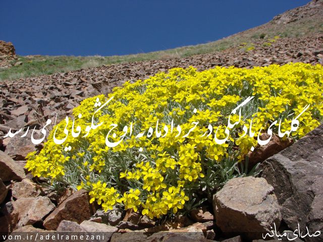 تصویر عادل رمضانی