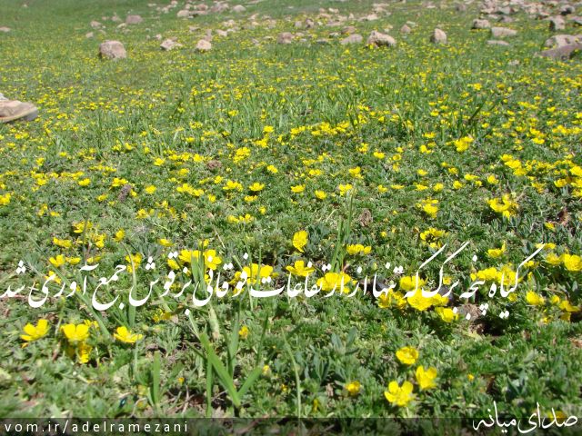 تصویر عادل رمضانی