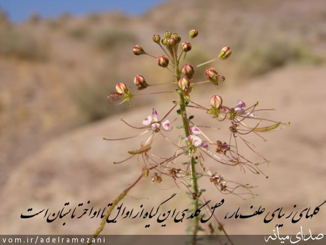 تصویر عادل رمضانی