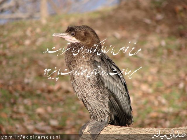 تصویر عادل رمضانی