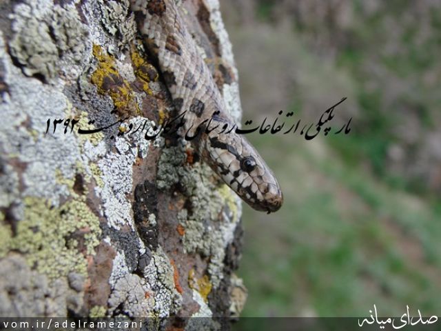 تصویر عادل رمضانی