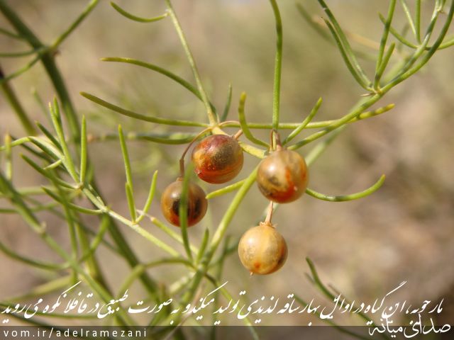 تصویر عادل رمضانی